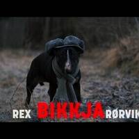 Miniatyr Bullterrier 4 år