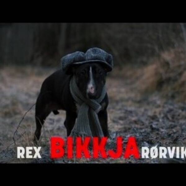 Hund - Miniatyr Bullterrier 4 år