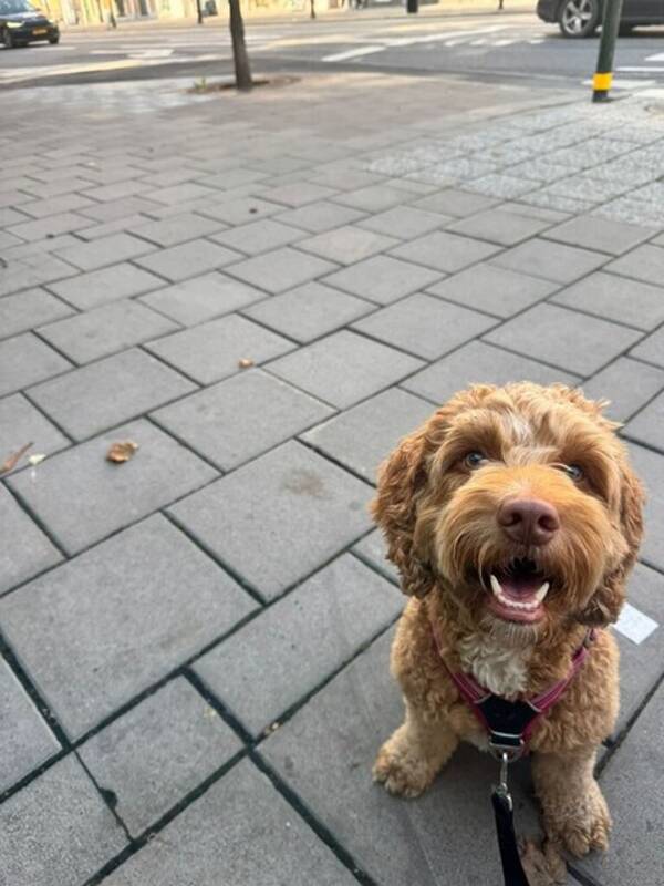 Hund - Love, labradoodle 