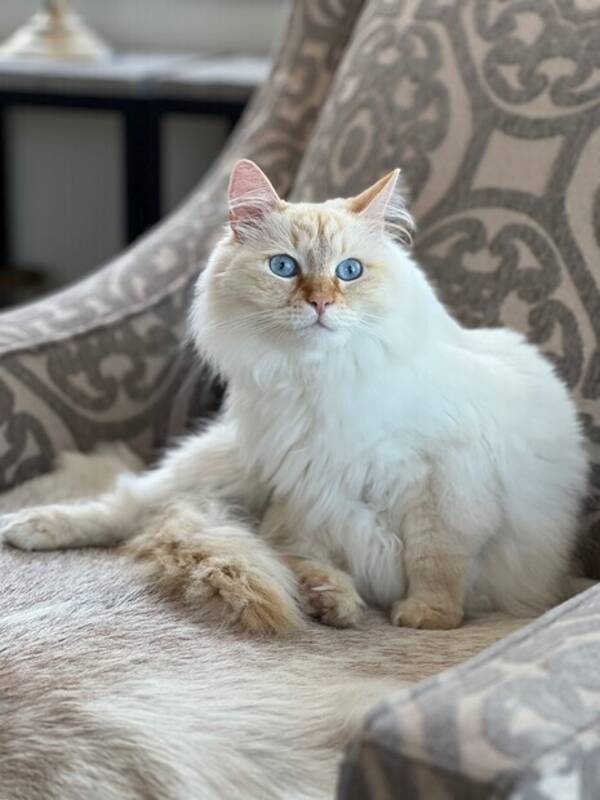 Katt - Sibirisk katt. 