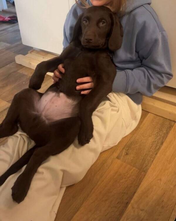 Hund - Labradoodlen Allan