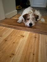  Lord               Kromforländer       