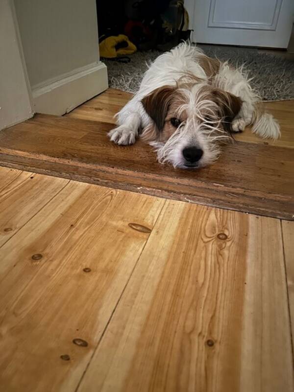 Hund -  Lord               Kromforländer       