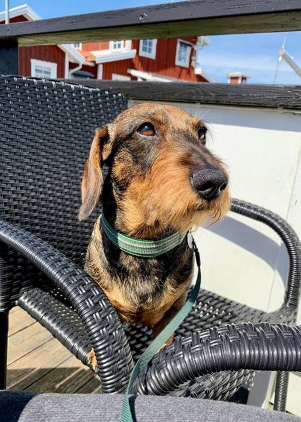 Hund - Strävhårig tax, Ragge 