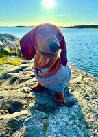 Korthårig dvärgtax, Allan