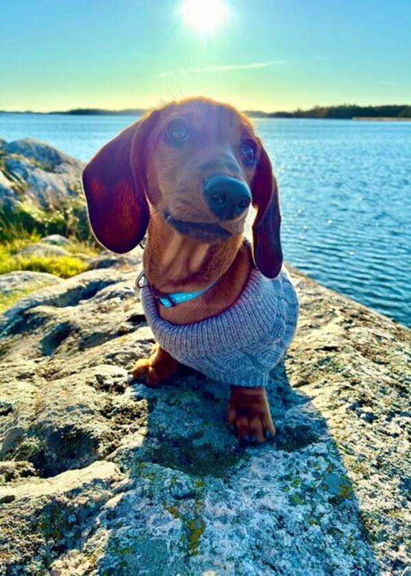 Hund - Korthårig dvärgtax, Allan