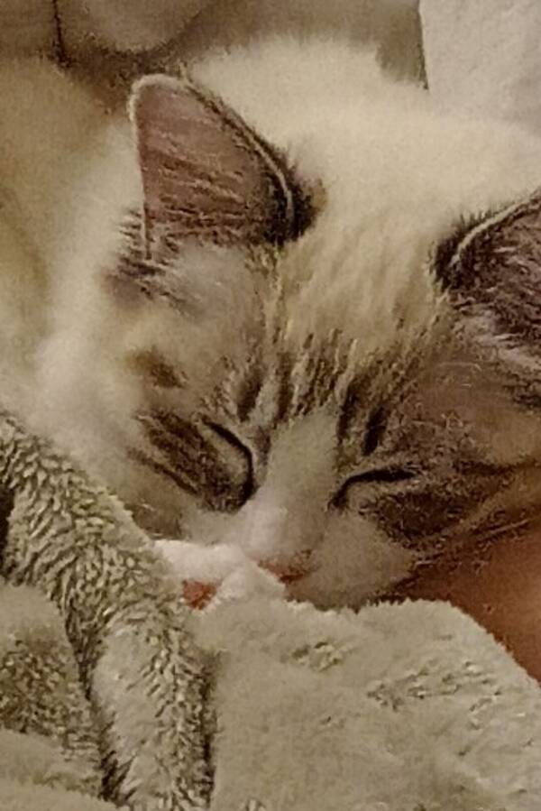 Katt - Linnéa och Cassie