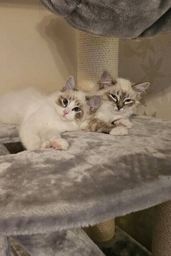 Katt - Linnéa och Cassie