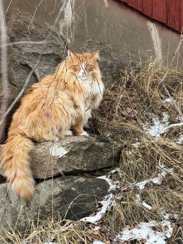 Katt - Norsk skogskatt