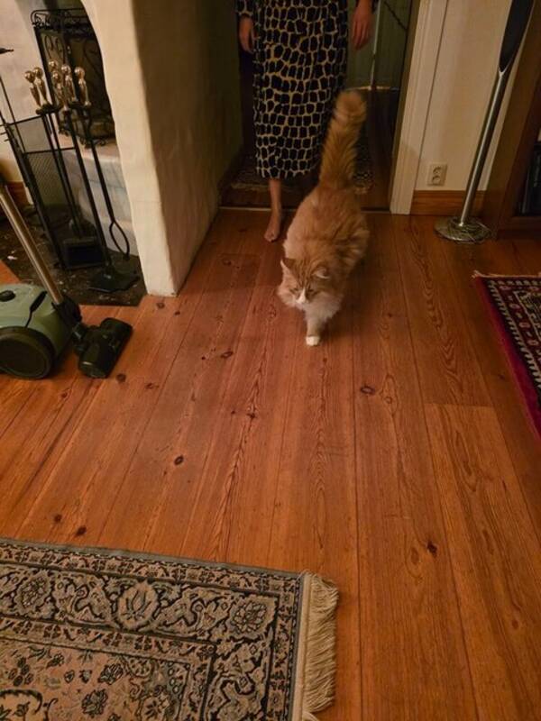 Katt - Norsk skogskatt