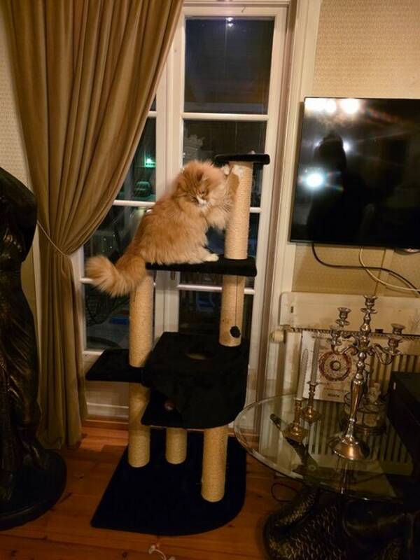 Katt - Norsk skogskatt