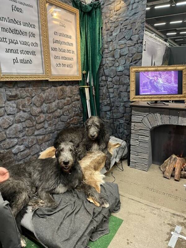 Hund - Irländska varghundar 