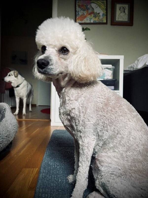 Hund - Mellanpudeln Semla