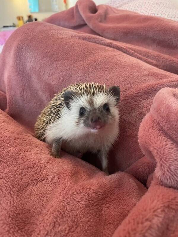 Övrigt - Ozzy Igelkott