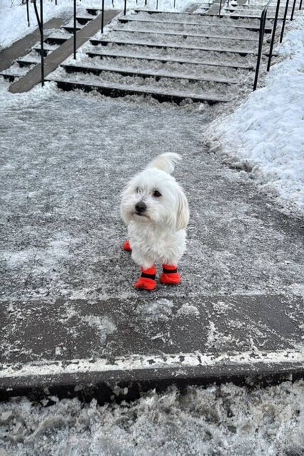 Hund - Coton de Tulear, Primavera