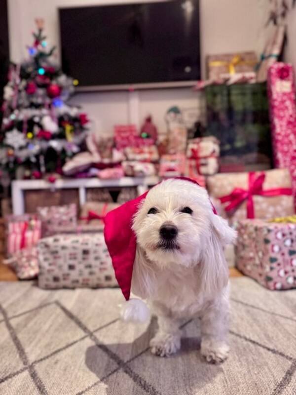 Hund - Coton de Tulear, Primavera