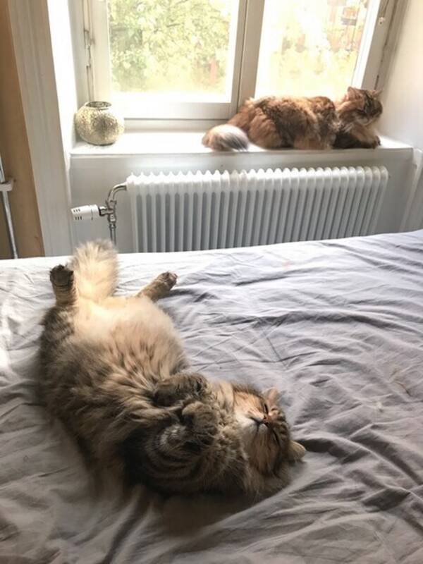 Katt - Sibiren Canon