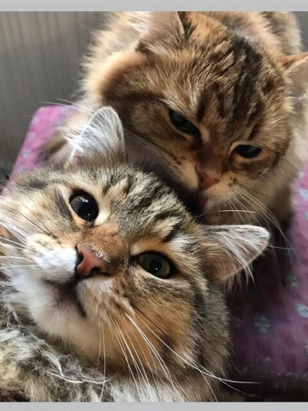 Katt - Sibiren Canon