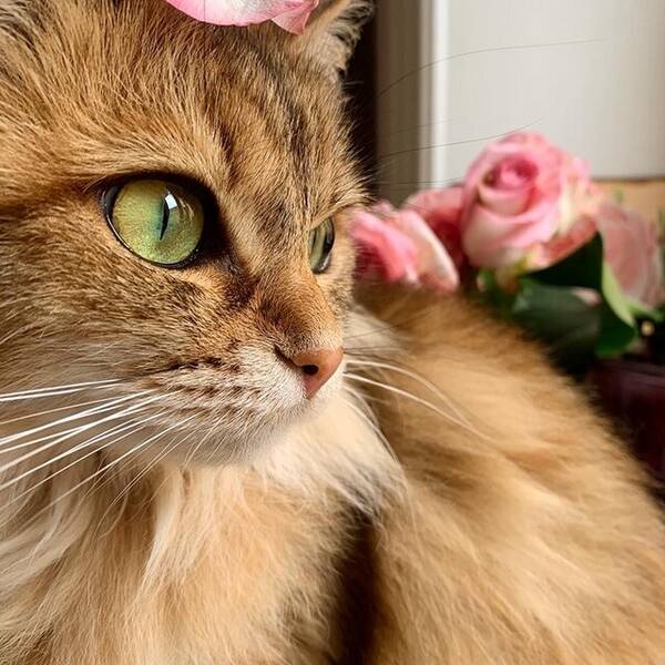 Katt - Sibiren Bianca