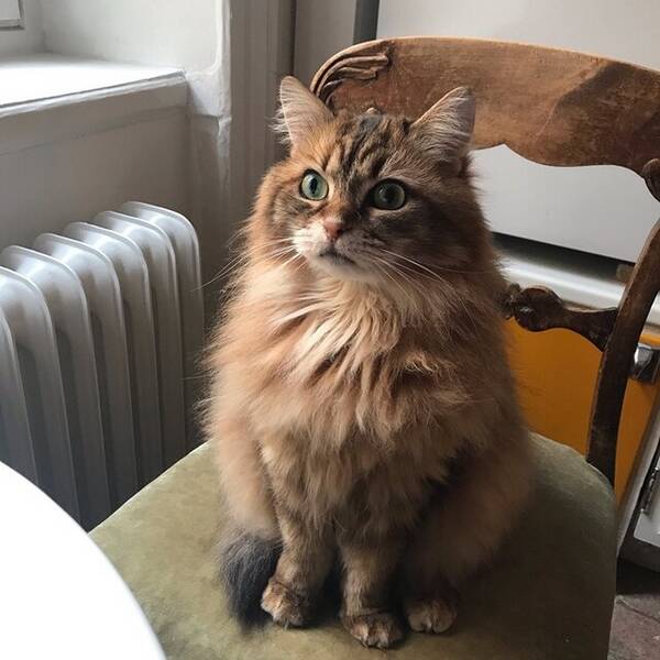 Katt - Sibiren Bianca