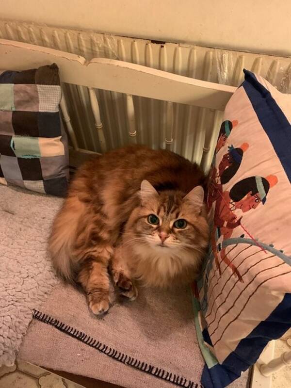 Katt - Sibiren Bianca