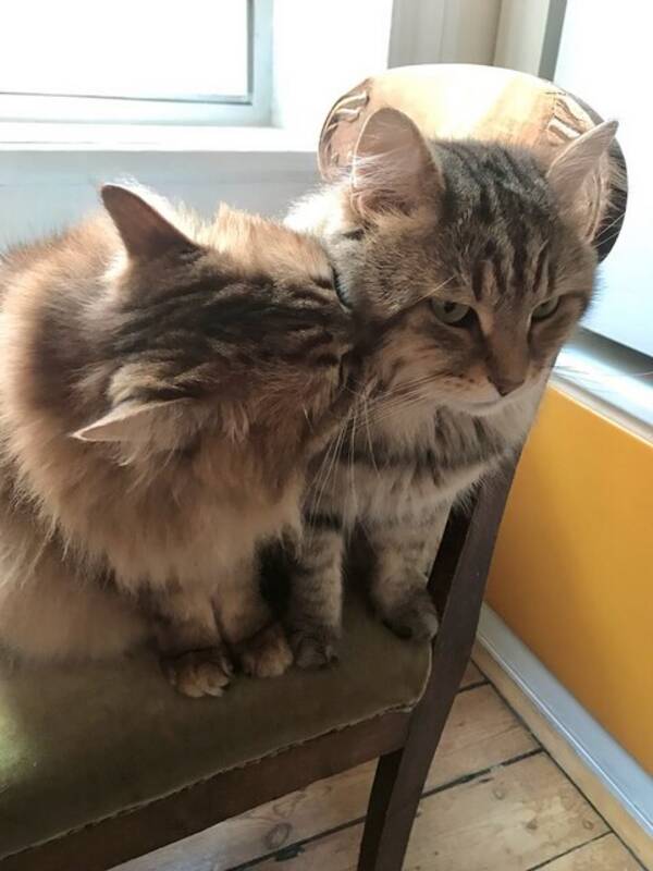 Katt - Sibiriska syskon Bianca och Canon