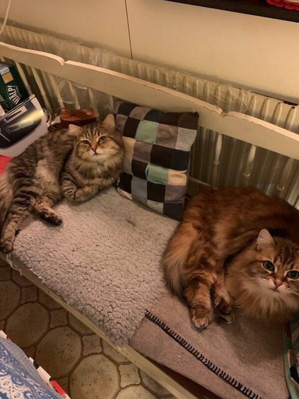 Katt - Sibiriska syskon Bianca och Canon