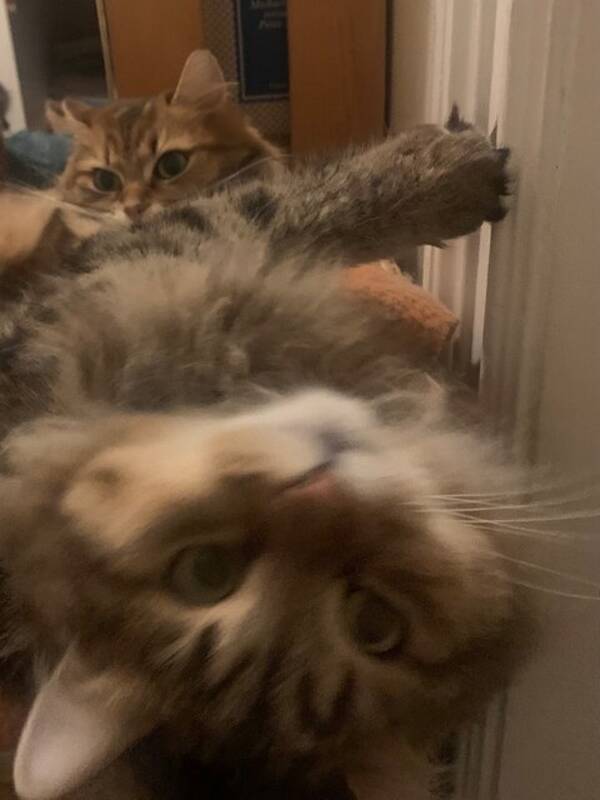 Katt - Sibiriska syskon Bianca och Canon