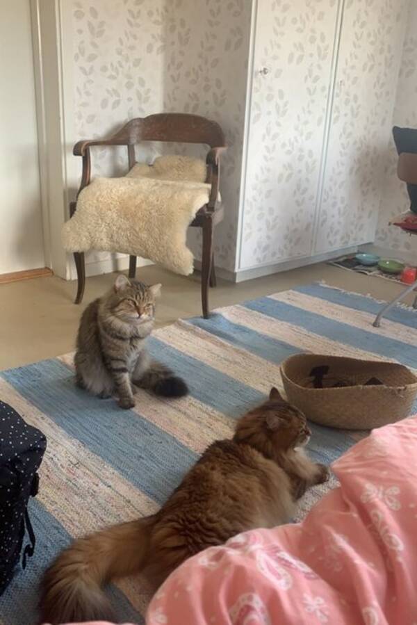 Katt - Sibiren Canon