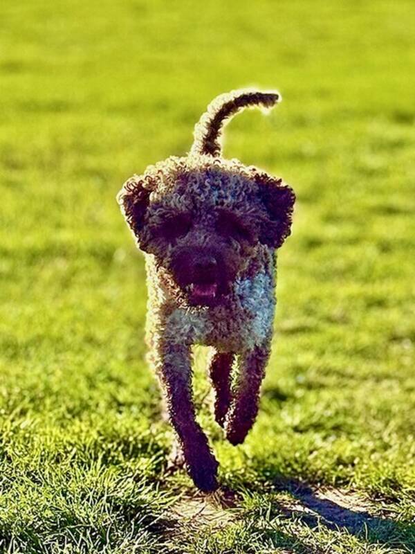 Hund - Lagotton Sebastian