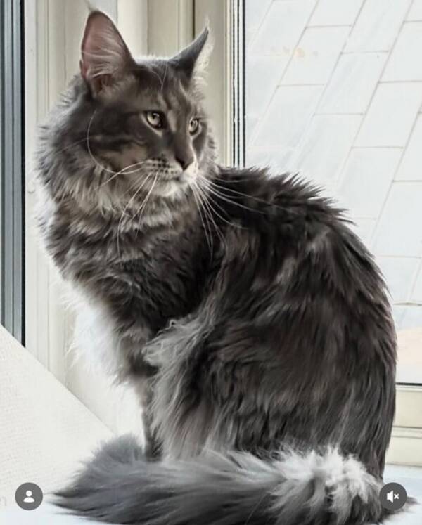 Katt - Maine Coon