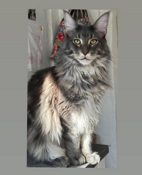 Katt - Maine Coon