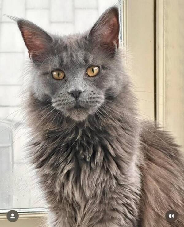 Katt - Maine Coon