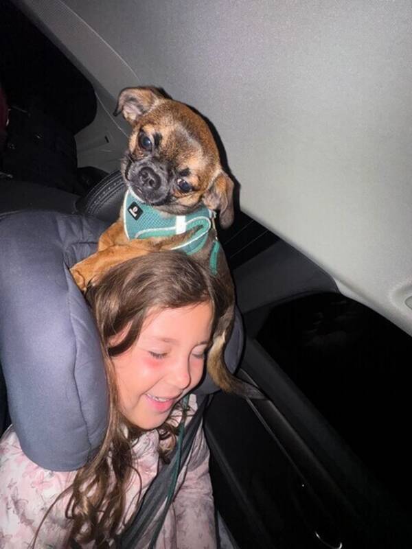 Hund - Chewy RATs Vader