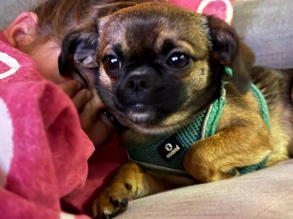 Hund - Chewy RATs Vader