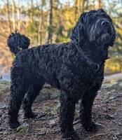 Portugisisk vannhund