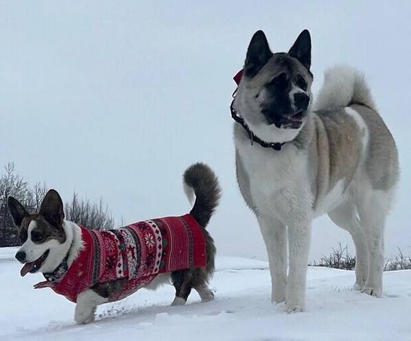 Hund - Akita Maja Corgi Svante 