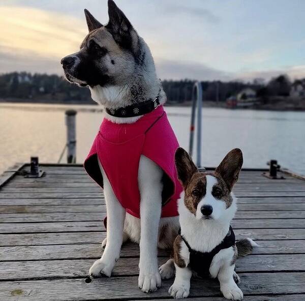 Hund - Akita Maja Corgi Svante 