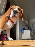 Beagle, Doris