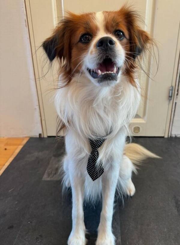 Hund - Blandrasen Gösta