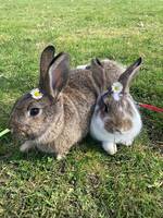 Två kaniner