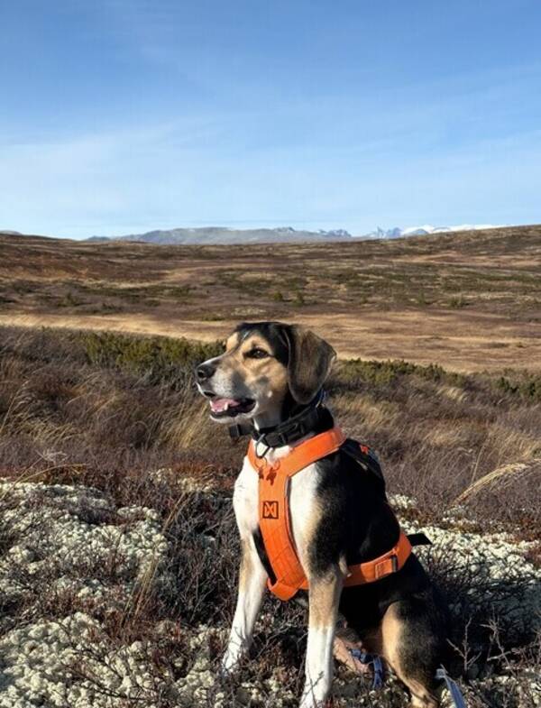 Hund - Hygenhund