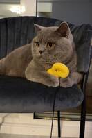 Brittisk korthår katt Kiwi