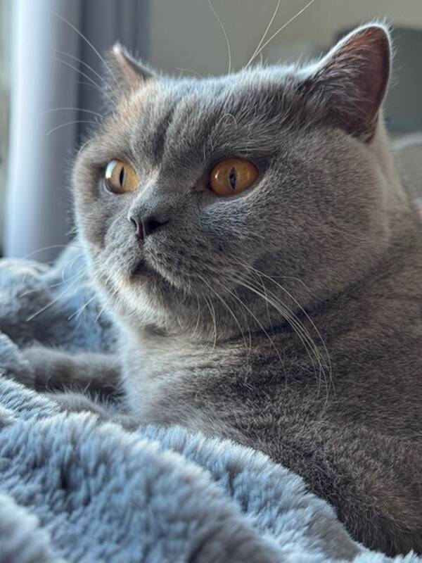 Katt - Brittisk korthår katt Kiwi