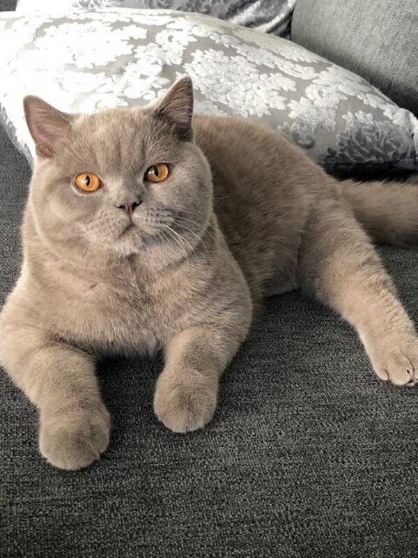 Katt - Brittisk korthår katt Kiwi