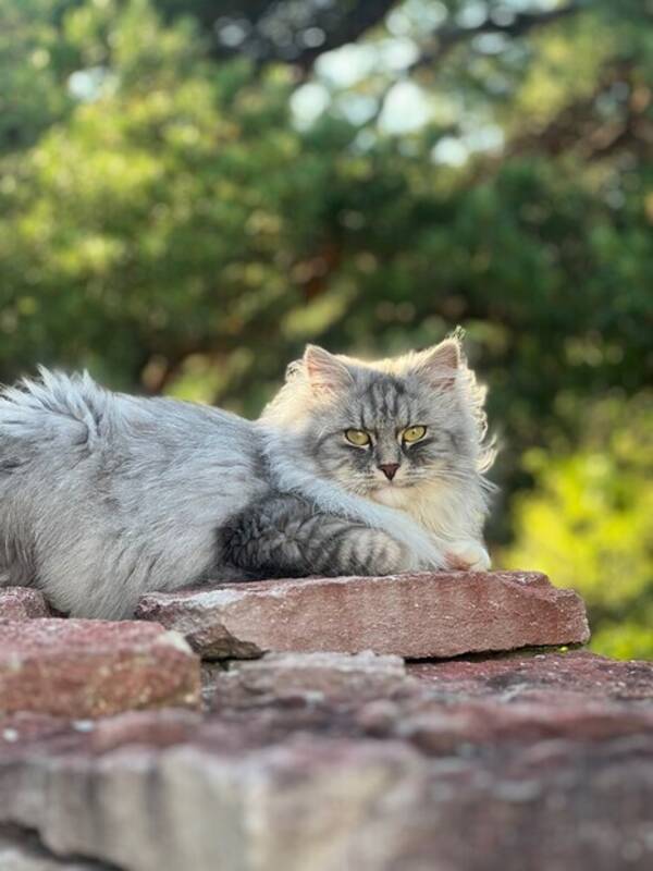 Katt - Sibirisk katt