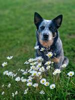 Australsk Cattledog Vilje
