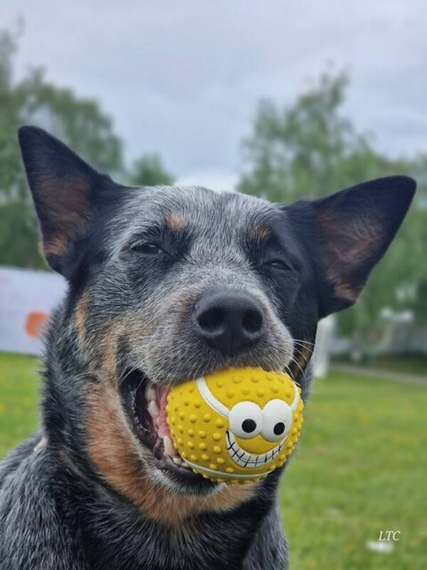 Hund - Australsk Cattledog Vilje