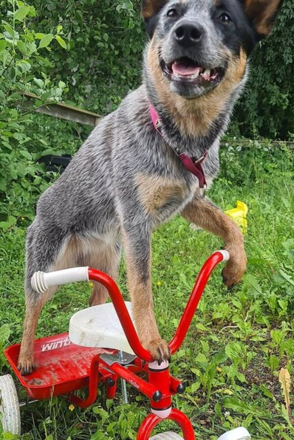 Hund - Australsk Cattledog Vilje