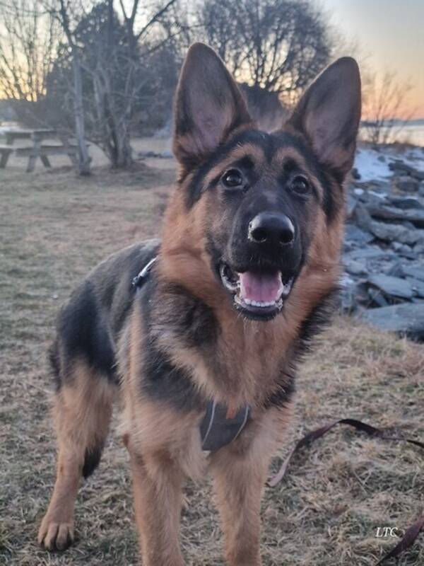 Hund - SCHÄFERHUND VANDA